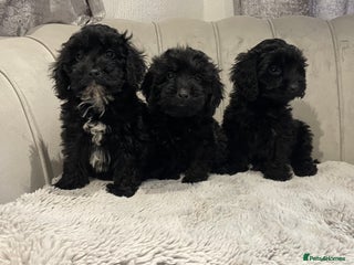 Cockapoo dogs F1 pra clear puppys boy available ready now - Advert 2