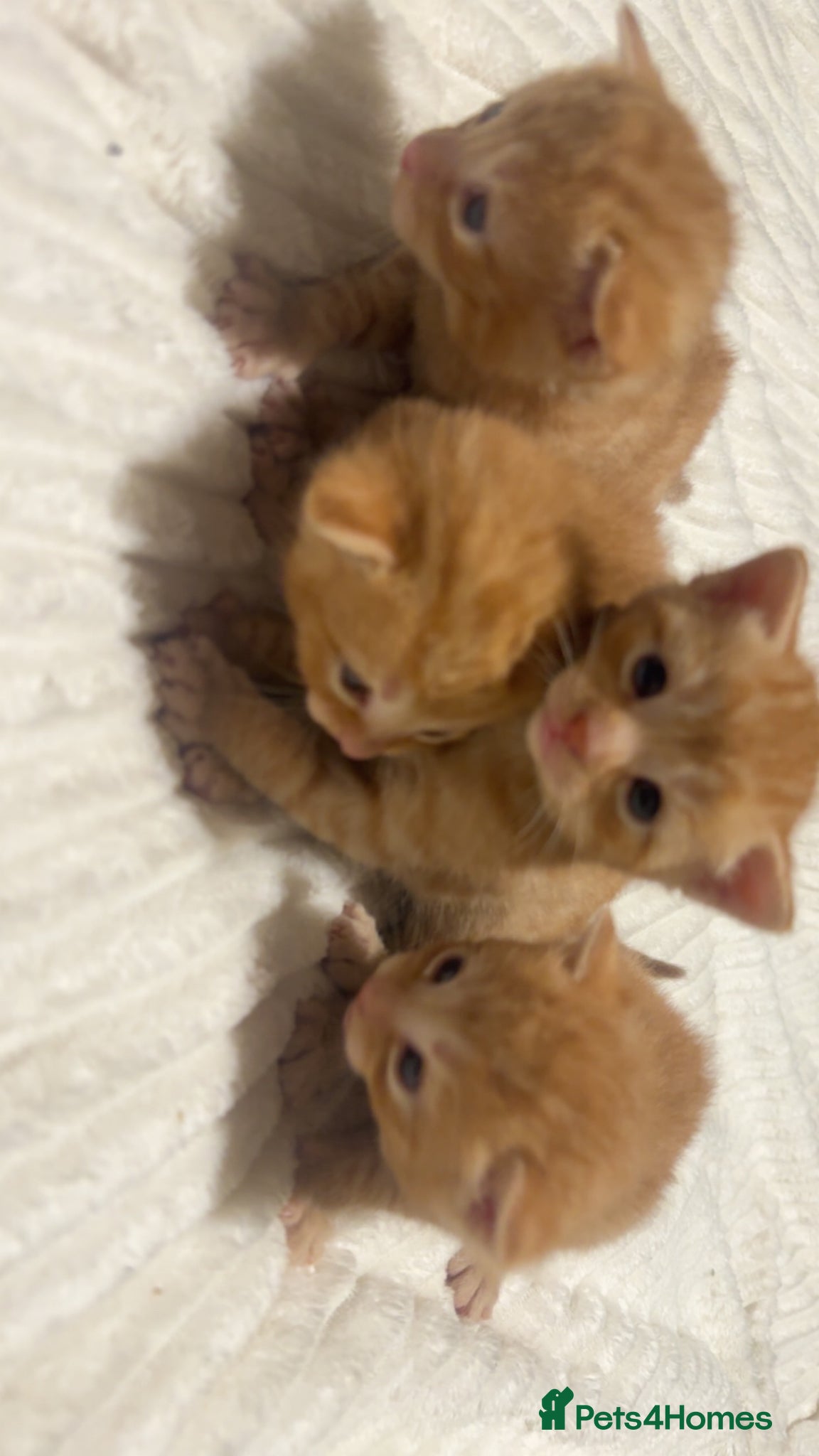 Mixed Breed cats 2 left beautiful ginger kittens for rehoming️🐾❤️ - Advert 1