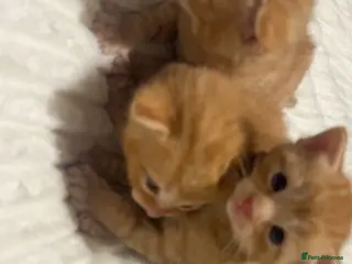 Mixed Breed cats 2 left beautiful ginger kittens for rehoming️🐾❤️ - Advert 1
