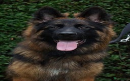 German Shepherd dogs for sale: 💥Champion🩸line KC Reg GermanShepherd puppy’s GSD - Image 28
