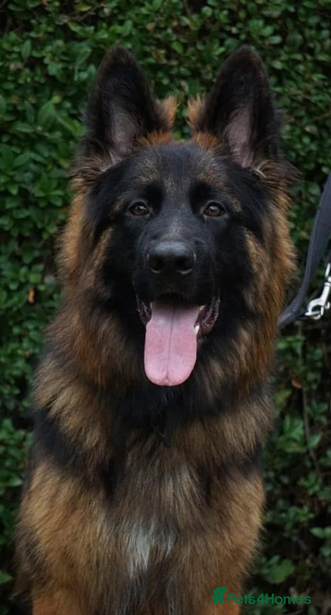 German Shepherd dogs for sale: 💥Champion🩸line KC Reg GermanShepherd puppy’s GSD - Image 28