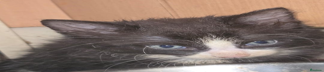 British Longhair Kitten 2 