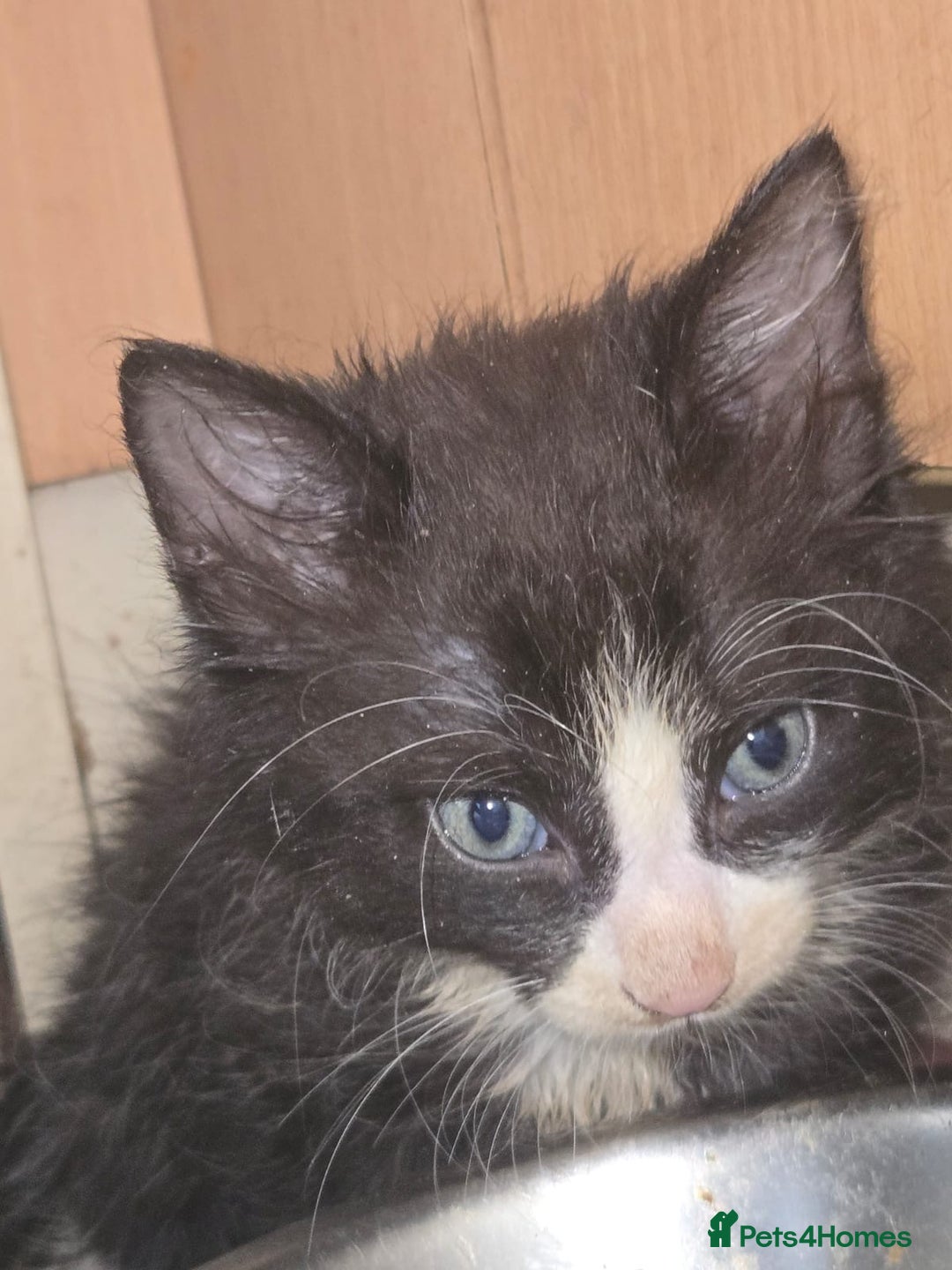 British Longhair cats for sale: Kittens  - Image 4