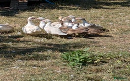 Ducks poultry for sale: Various ducklings  - Image 1