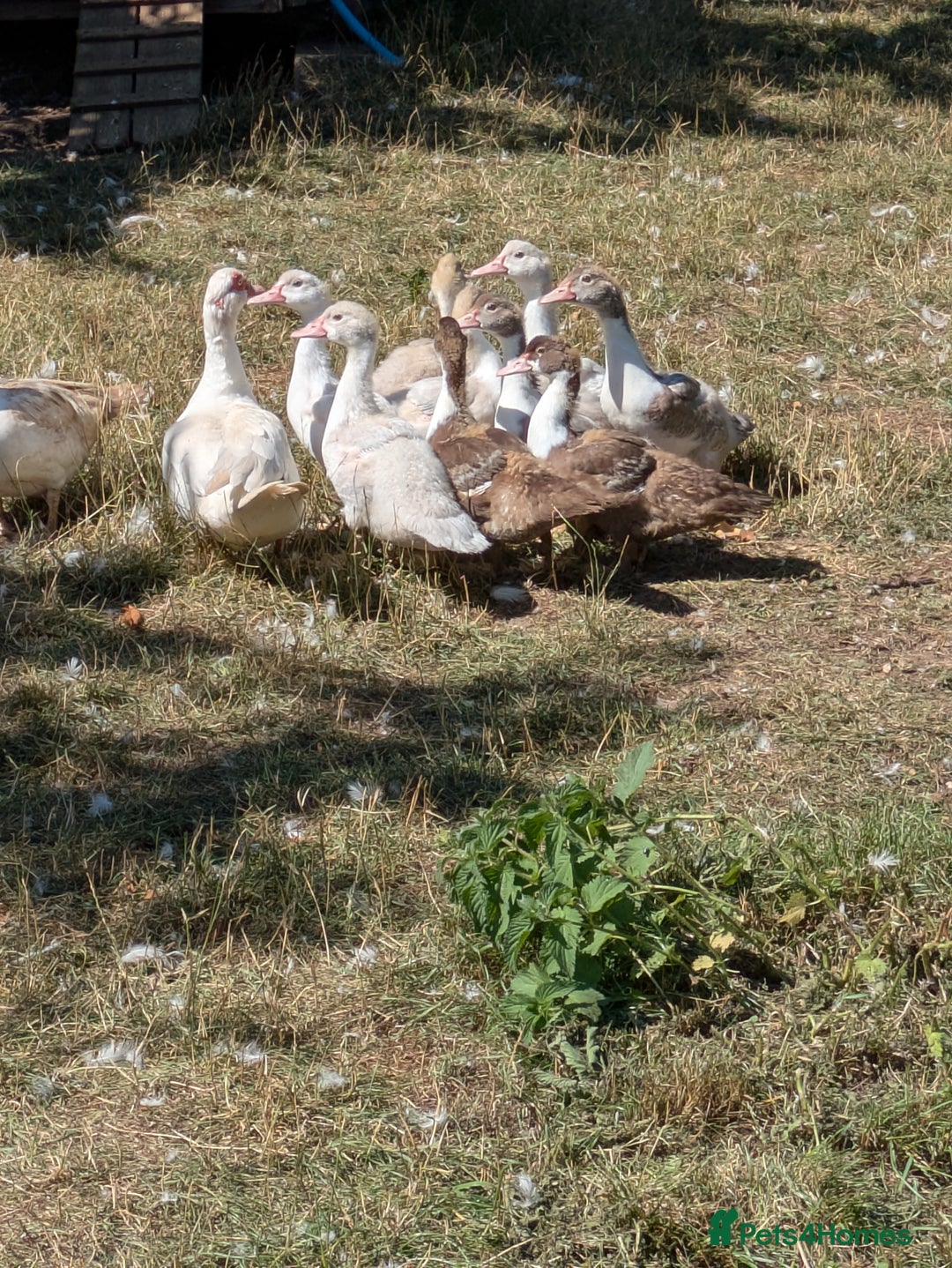 Ducks poultry for sale: Various ducklings  - Image 1