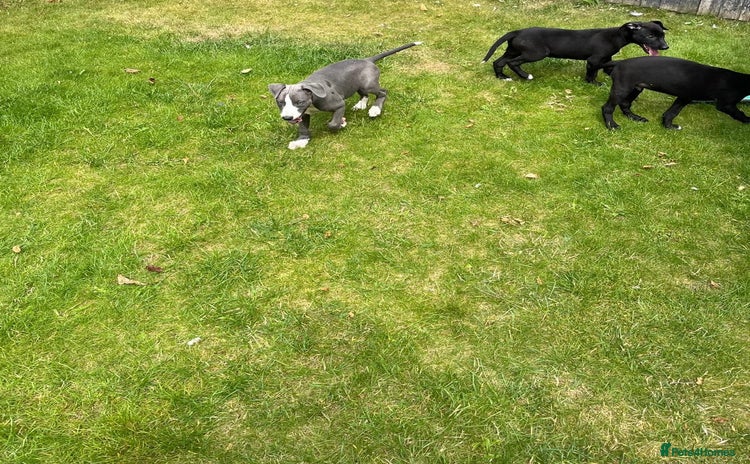 Mixed Breed dogs - Advert 15