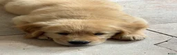 Golden Retriever dogs for sale: Golden retriever puppies - Advert 3