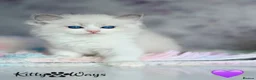 Ragdoll cats for sale: 🐾🩷*TICA REG* EU RAGDOLL KITTENS🌟 DNA CLEAR 🩵🐾 - Advert 11