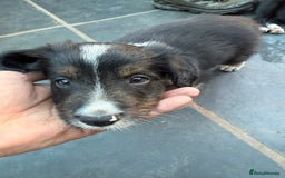 Mixed Breed dogs for sale: Border colllie/bearded collie pups  - Image 21