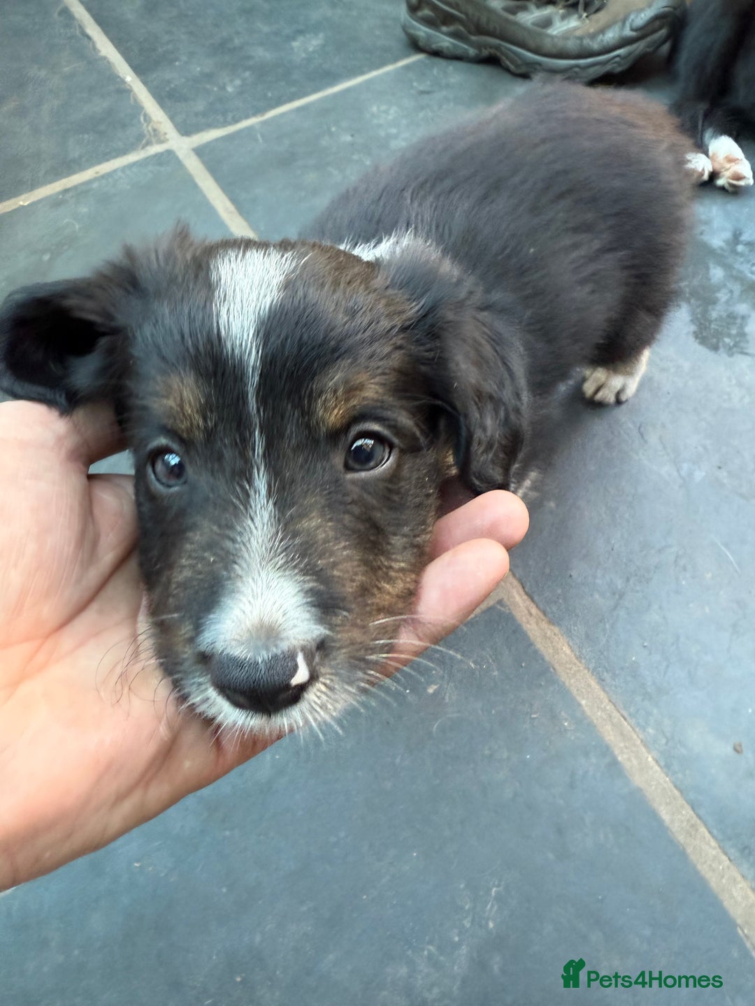 Mixed Breed dogs for sale: Border colllie/bearded collie pups  - Image 21