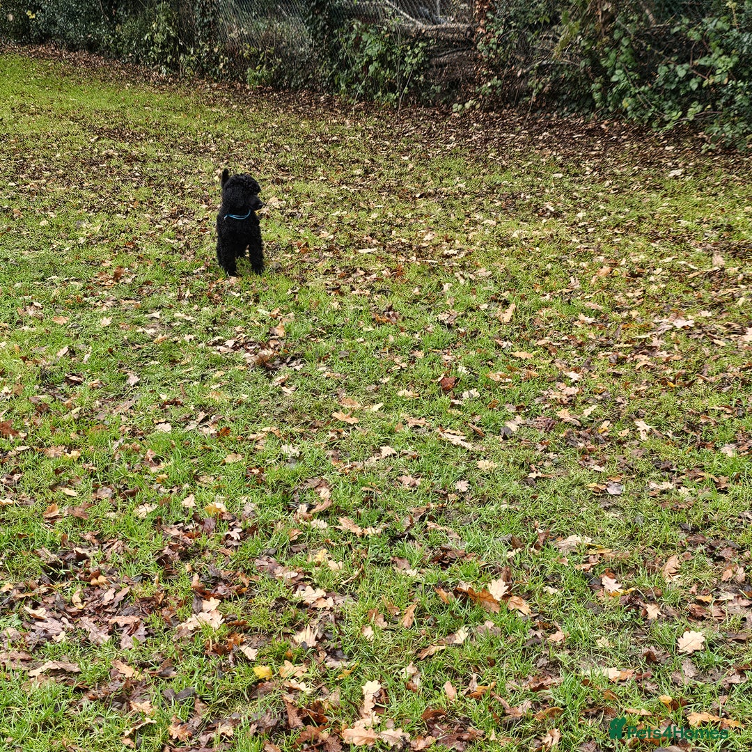 Standard Poodle dogs for sale: Standard poodle puppies🐩 - Advert 5
