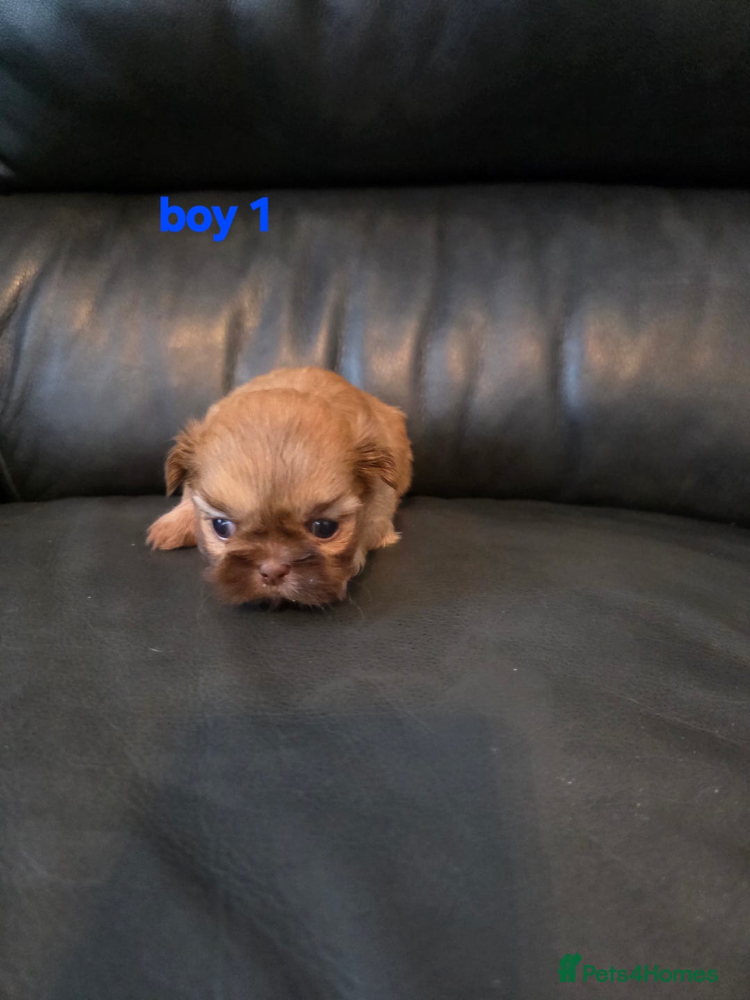 Shih Tzu dogs for sale: Karashishi imperial shih-tzu puppies  - Image 2