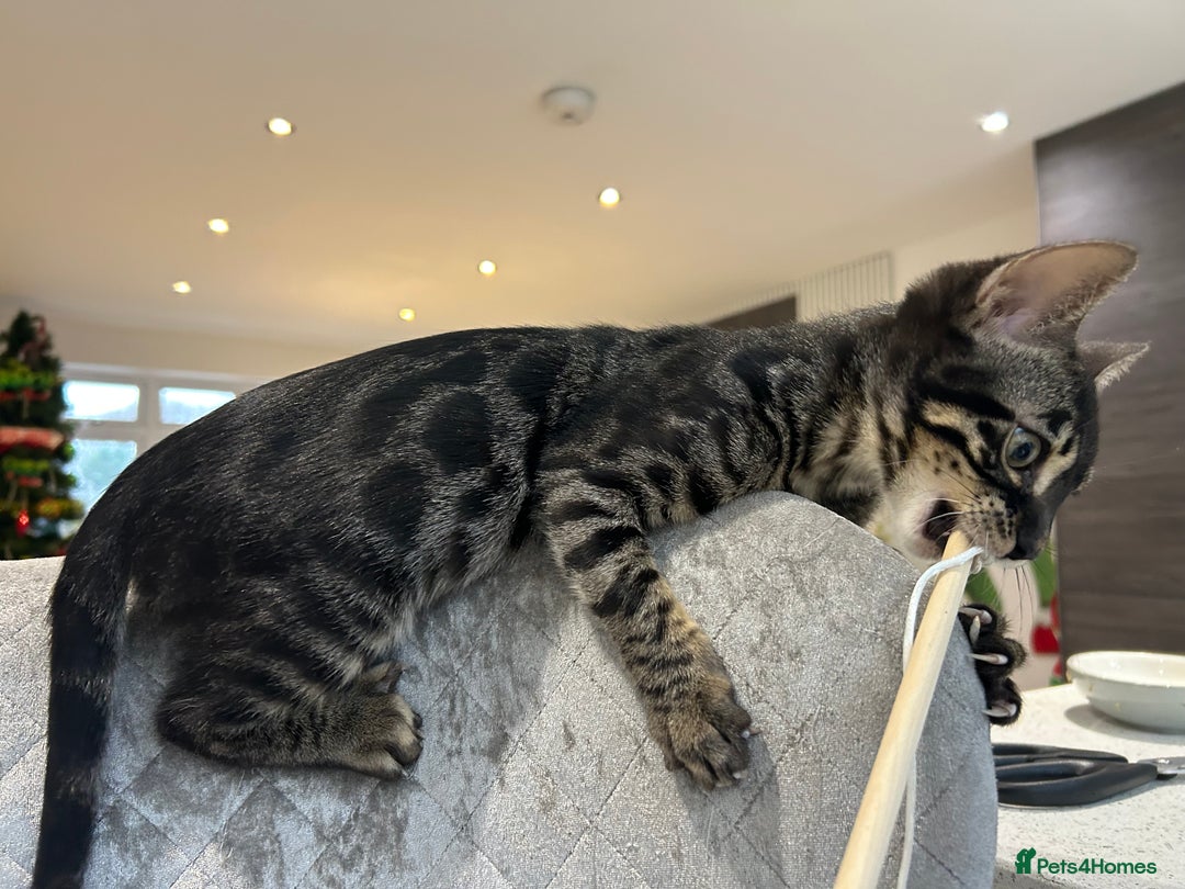 Bengal cats for sale: Stunning Charcoal Female Bengal Kitten - TICA - Advert 21