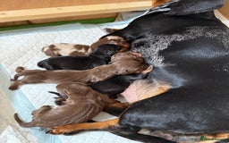 Dachshund dogs for sale: Miniature dachshund puppies  - Image 14