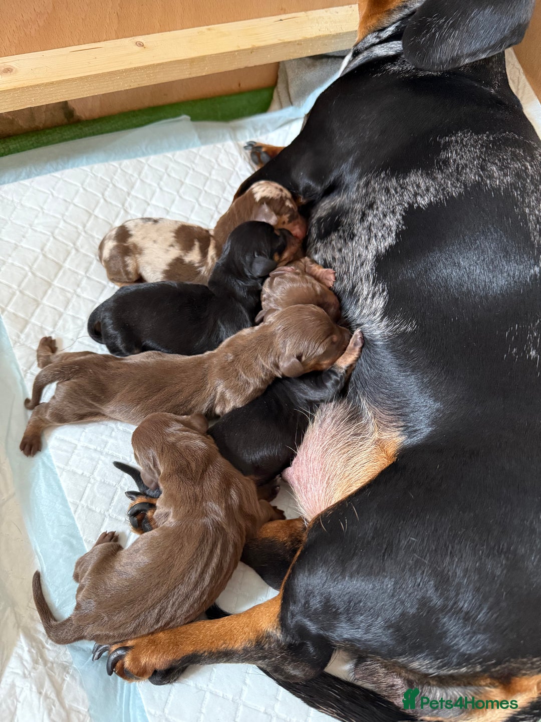 Dachshund dogs for sale: Miniature dachshund puppies  - Image 14