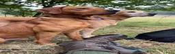 Labrador Retriever dogs for sale: Beautiful Labrador puppies - Advert 4