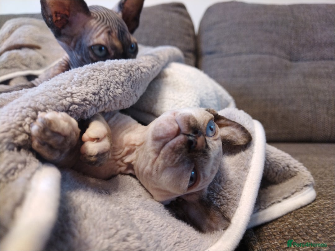 Sphynx cats for sale: Sphinx - Image 2