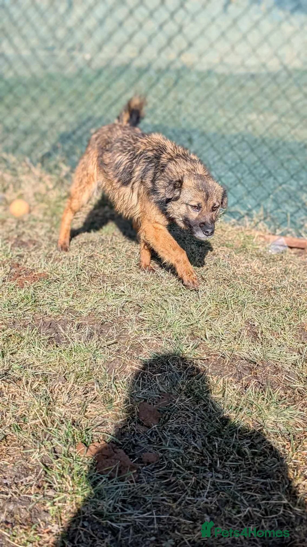 Mixed Breed dogs for adoption: Etta for adoption - Advert 11