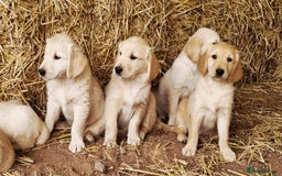 Golden Retriever dogs for sale: Beautiful Golden & Cream Retrievers ready nowy  - Image 4