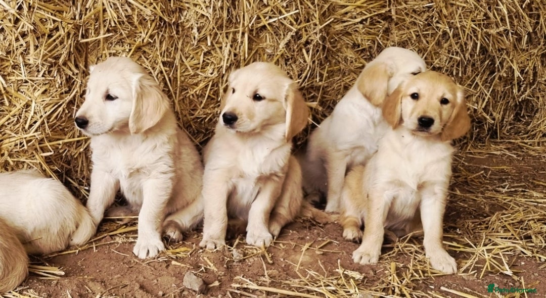 Golden Retriever dogs for sale: Beautiful Golden & Cream Retrievers ready nowy  - Image 4