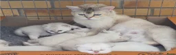 British Shorthair cats for sale: British shorthaired  - Advert 11