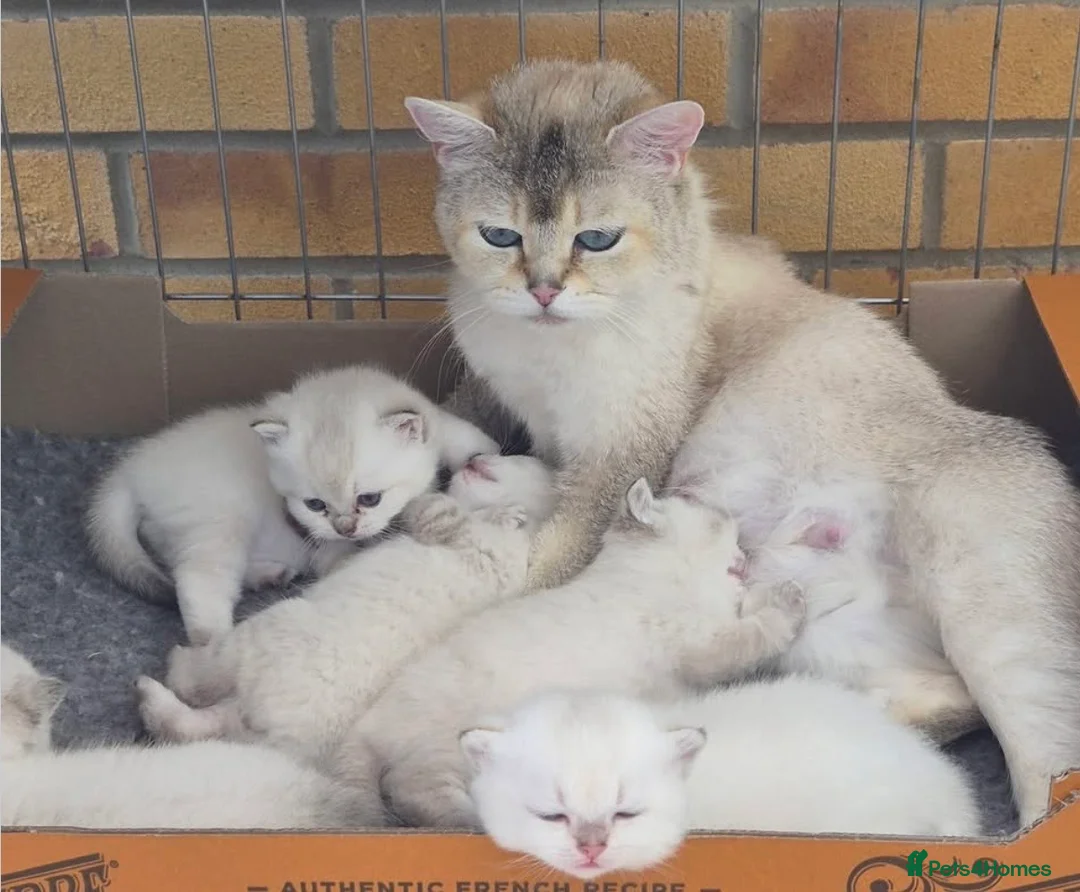 British Shorthair cats for sale: British shorthaired  - Advert 11