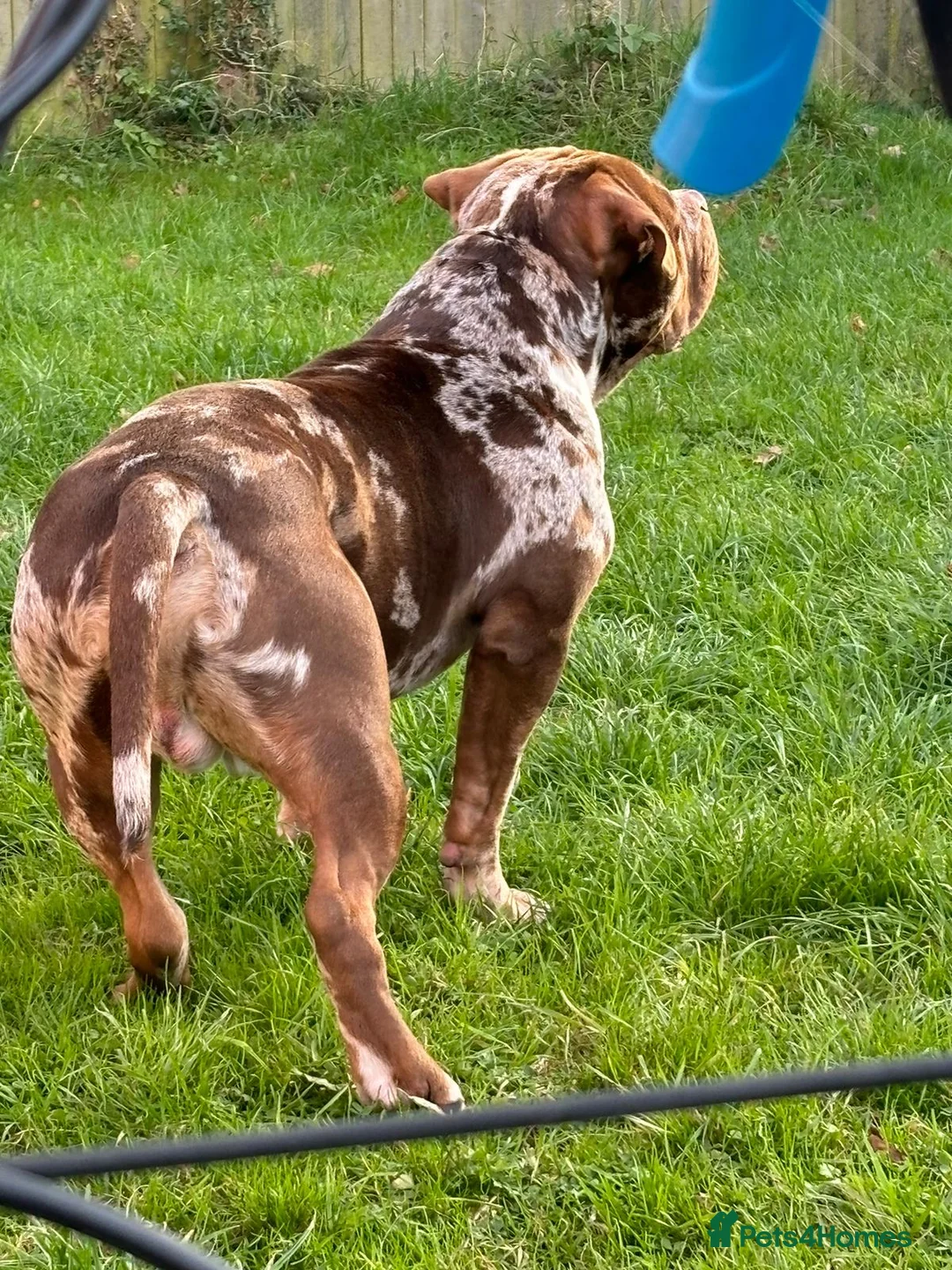 American Bully dogs for stud: Sommerville  in York - Advert 2