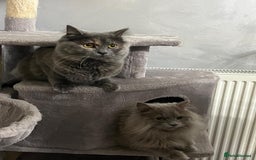 Mixed Breed cats for sale: Mix persian kittens - Image 20