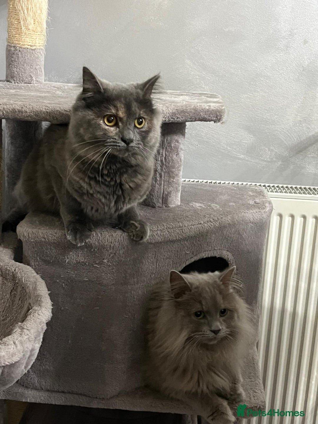 Mixed Breed cats for sale: Mix persian kittens - Image 20