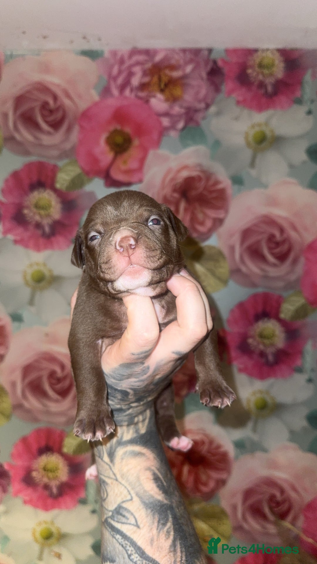 American Bully dogs for sale: American Bully Pups - Image 31