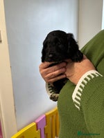 Cockapoo dogs - Advert 2