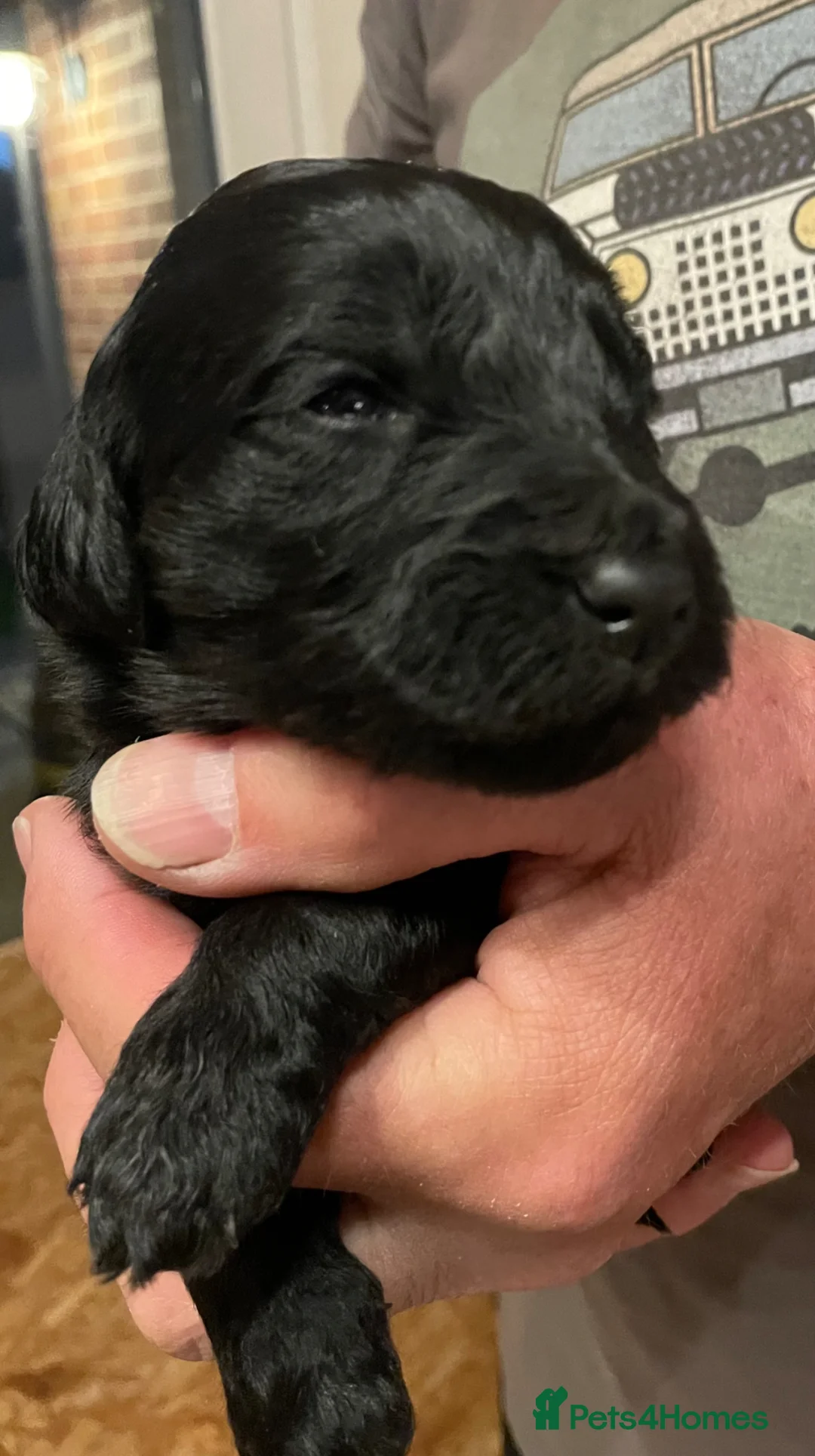 Goldendoodle dogs for sale: Goldendoodle F1b - Advert 2