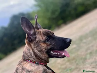 Mixed Breed dogs Beautiful one year old Malinois Cross - Advert 10