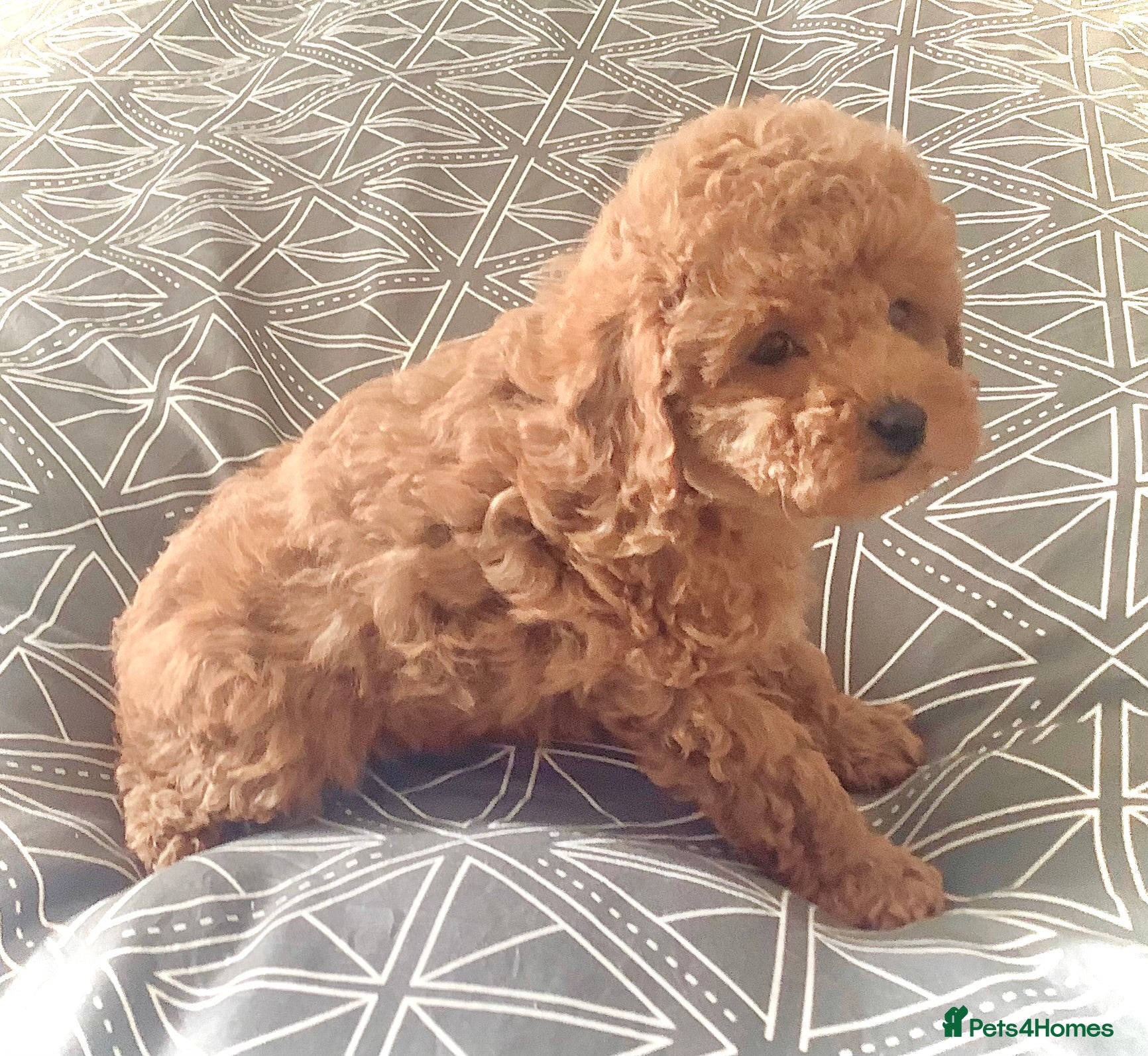 Toy Poodle dogs Tiny poodle puppies from Asian Lines Ready Now - Advert 9