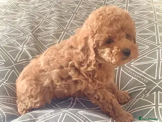 Toy Poodle dogs Tiny poodle puppies from Asian Lines Ready Now - Advert 9