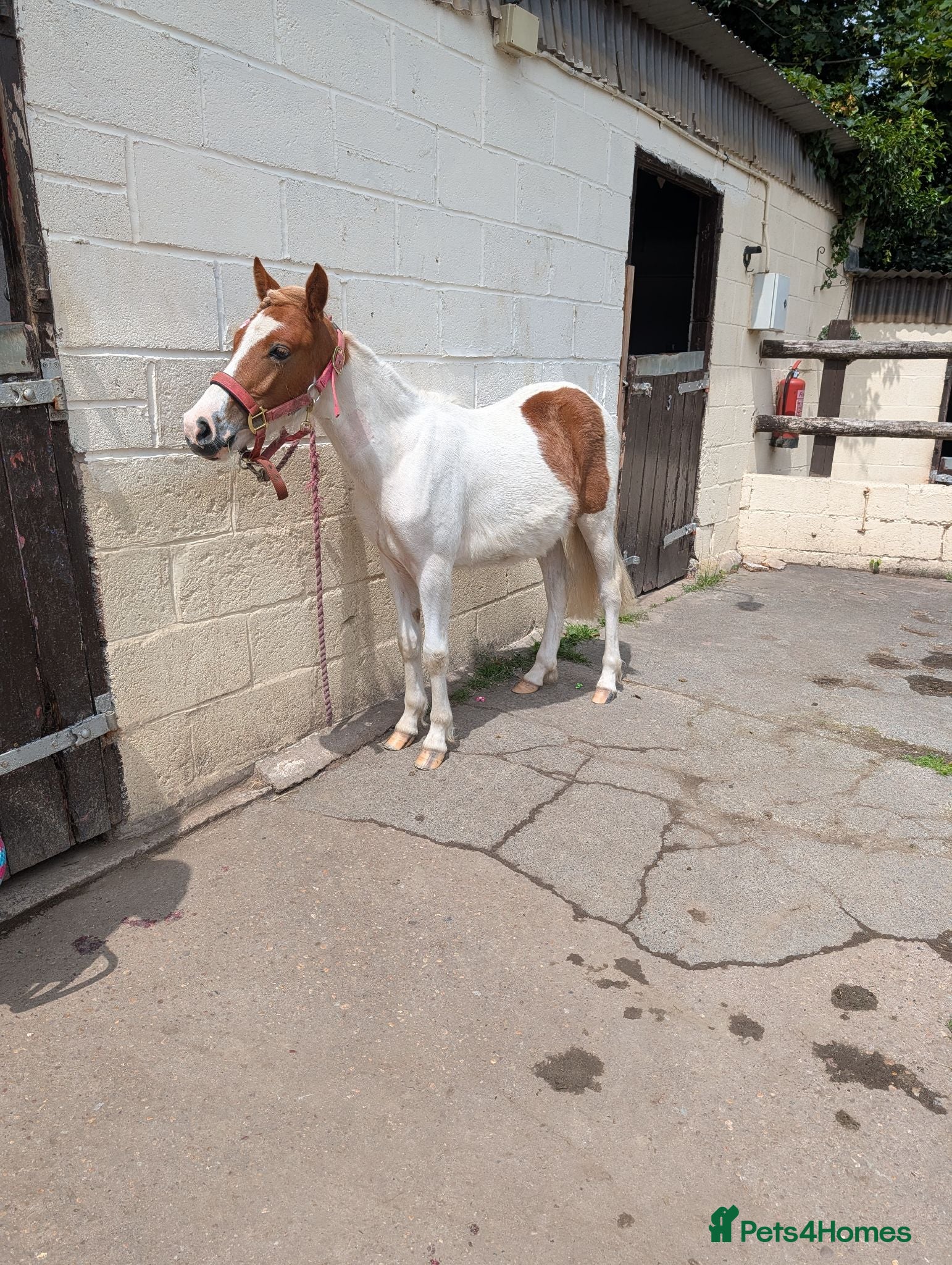 Dartmoor horses Sweet 11hh Dhp 2yo Gelding well Handled Project - Advert 14
