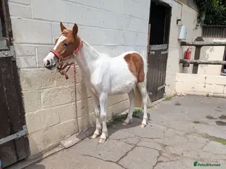 Dartmoor horses Sweet 11hh Dhp 2yo Gelding well Handled Project - Advert 10