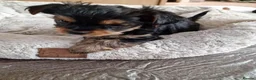 Yorkshire Terrier dogs for sale:  beautiful Yorkshire terrier puppy’s - Advert 2