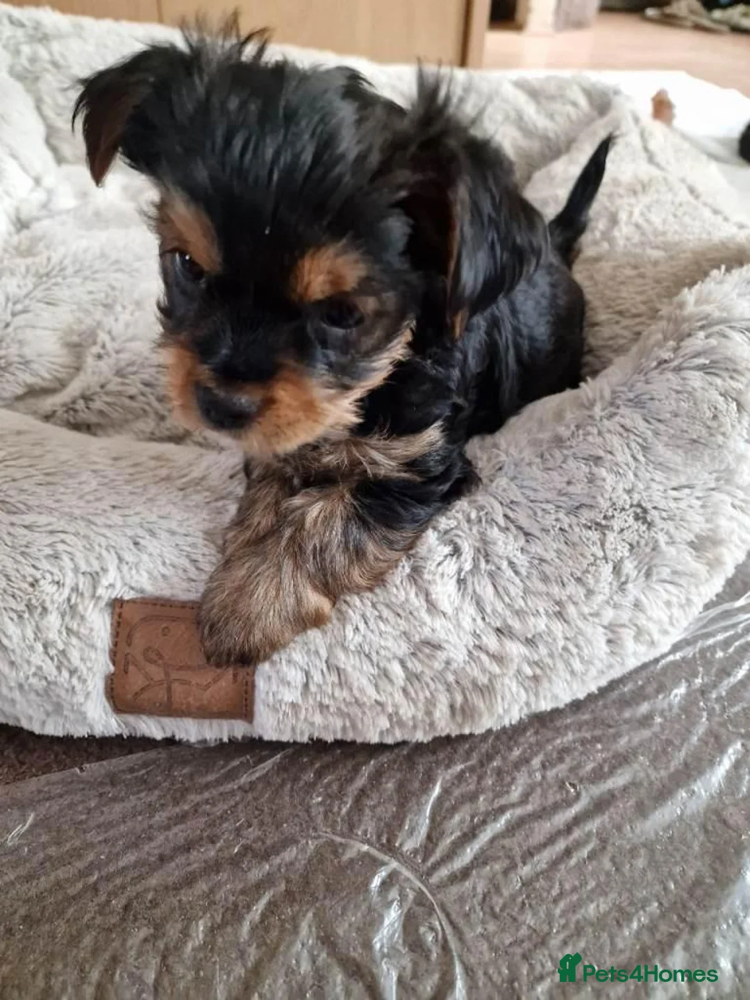 Yorkshire Terrier dogs for sale:  beautiful Yorkshire terrier puppy’s - Advert 2