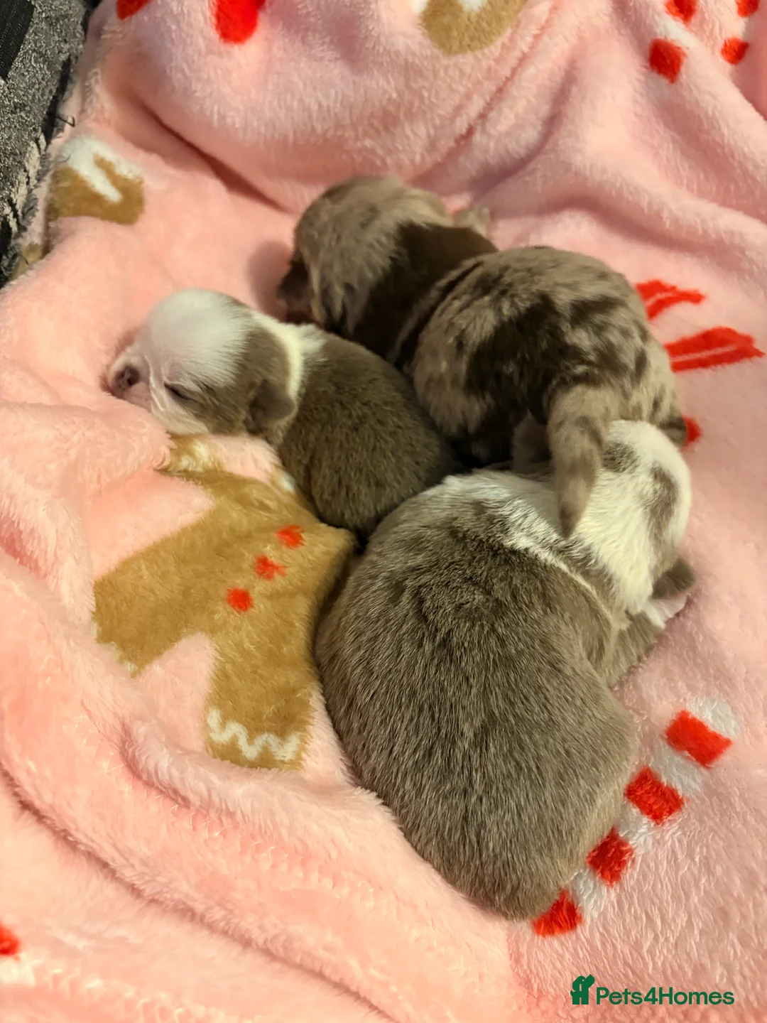 Jug dogs for sale: Amazing Jug Puppies - Advert 1