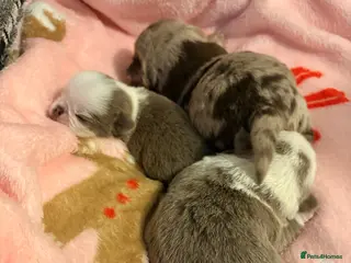 Jug dogs Amazing Jug Puppies - Advert 1