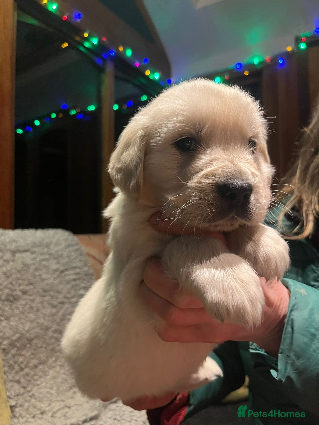 Golden Retriever dogs for sale: Beautiful Goldies - Advert 2