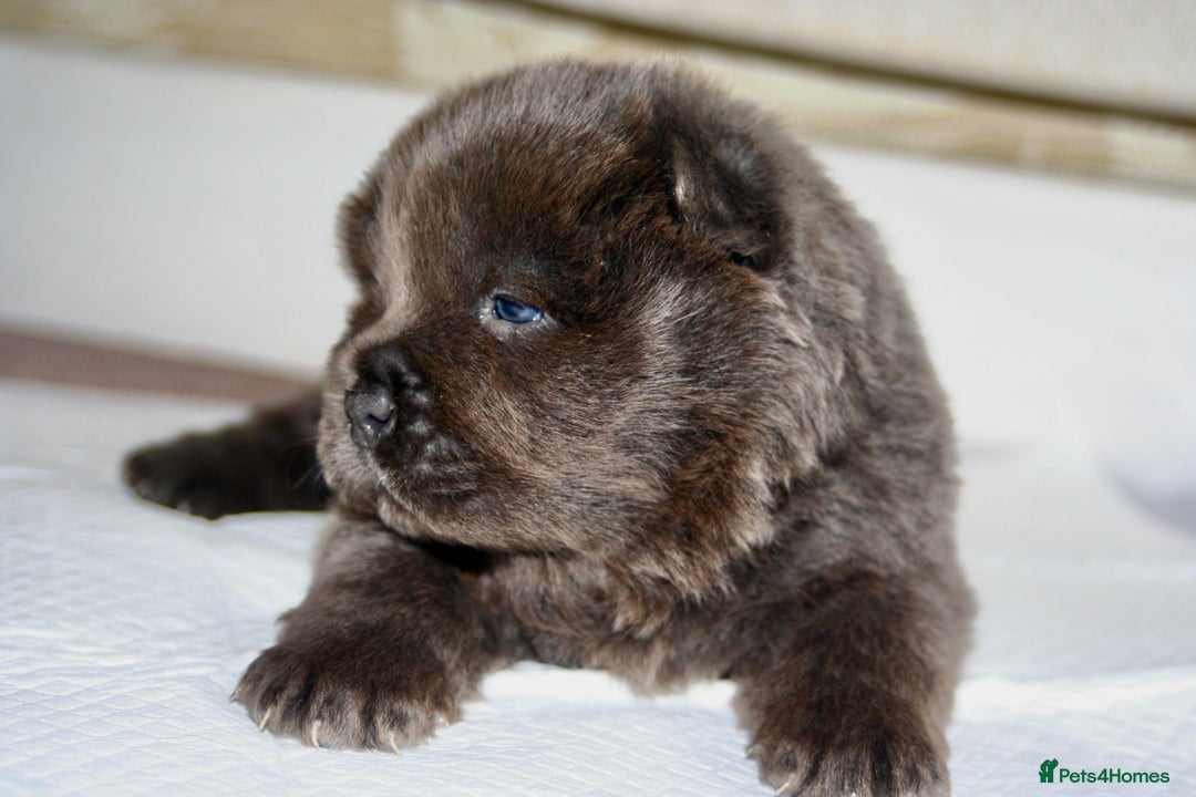 Chow Chow dogs for sale: Chow chow puppies ready to go 20th jan - Advert 16