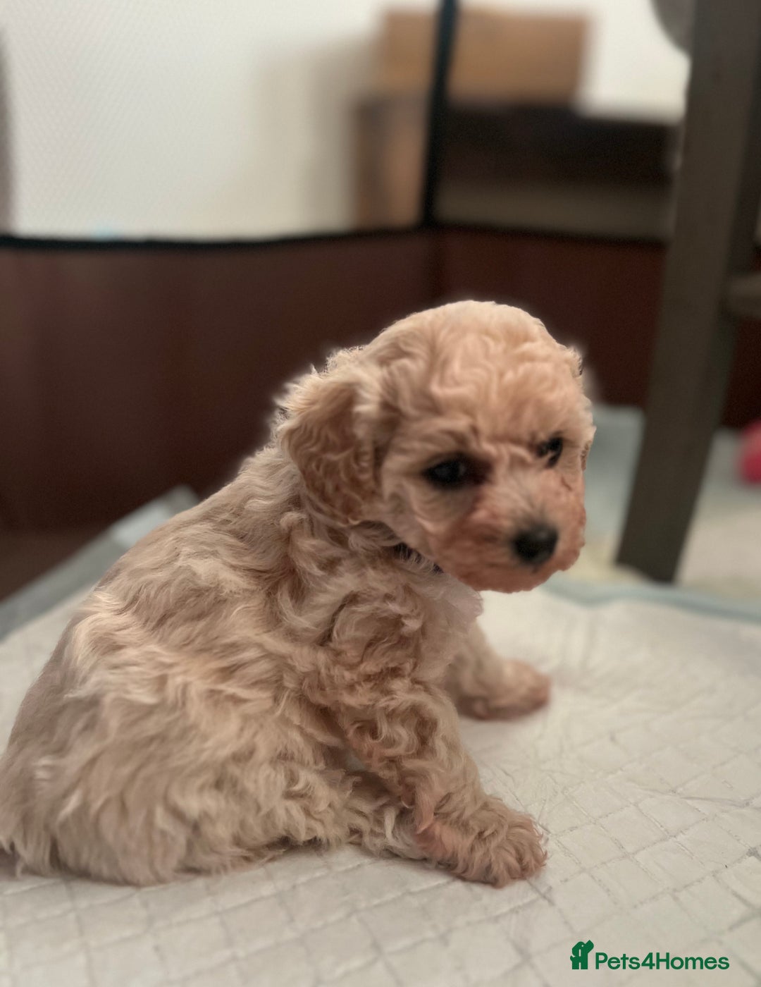 Poochon dogs for sale: Friendly, Gorgeous little Poochon girls - Advert 3