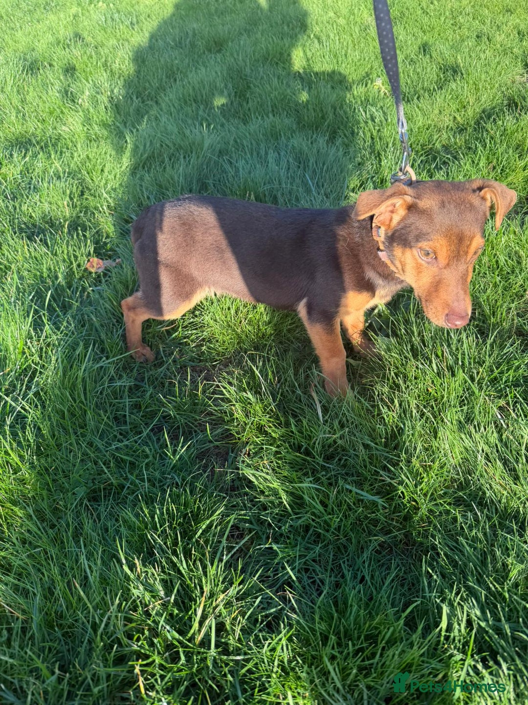 Jack Russell dogs for sale: Jack Russel  - Advert 3