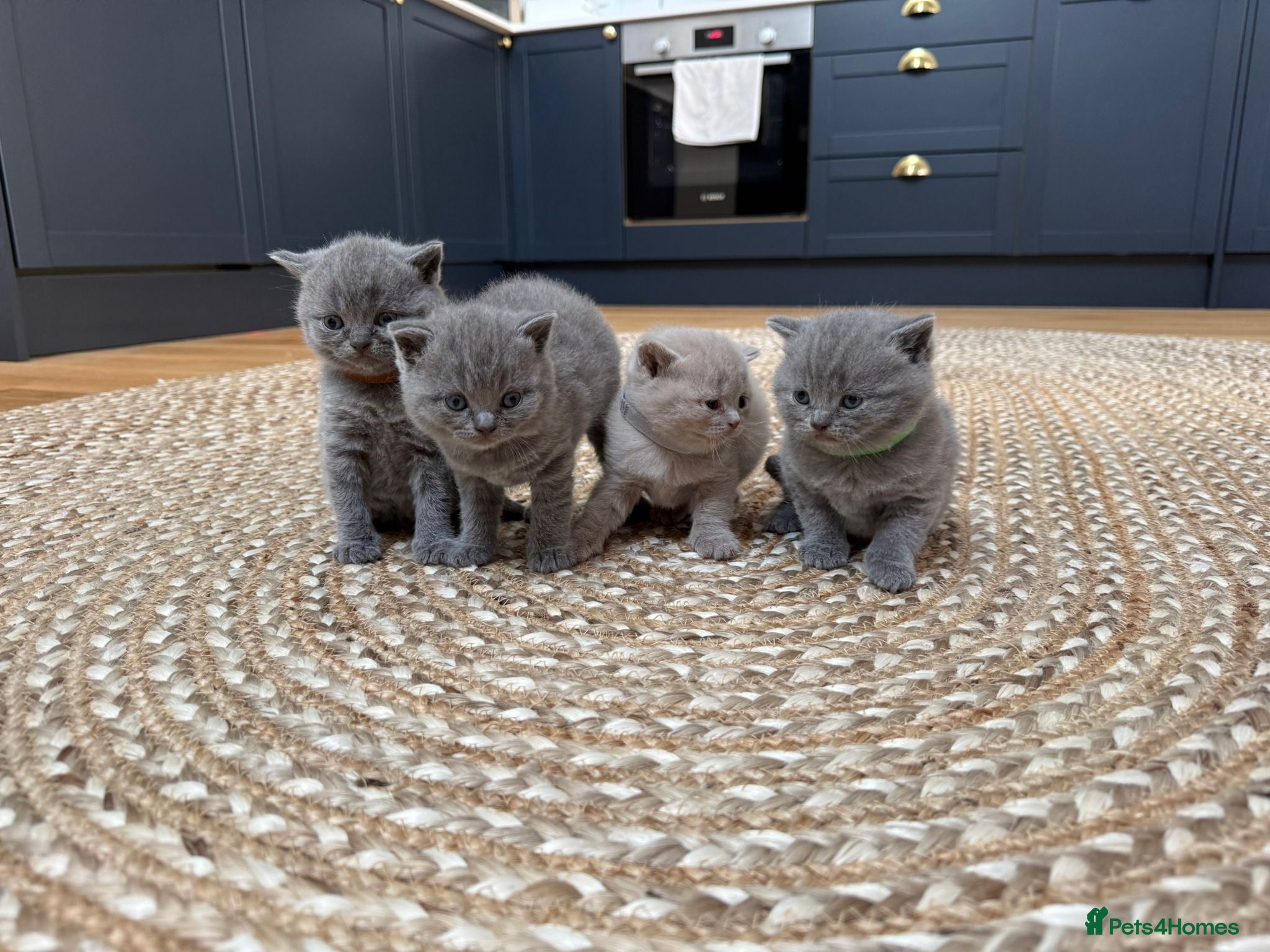 British Shorthair cats Beautiful British Shorthair kittens x4 - Advert 13