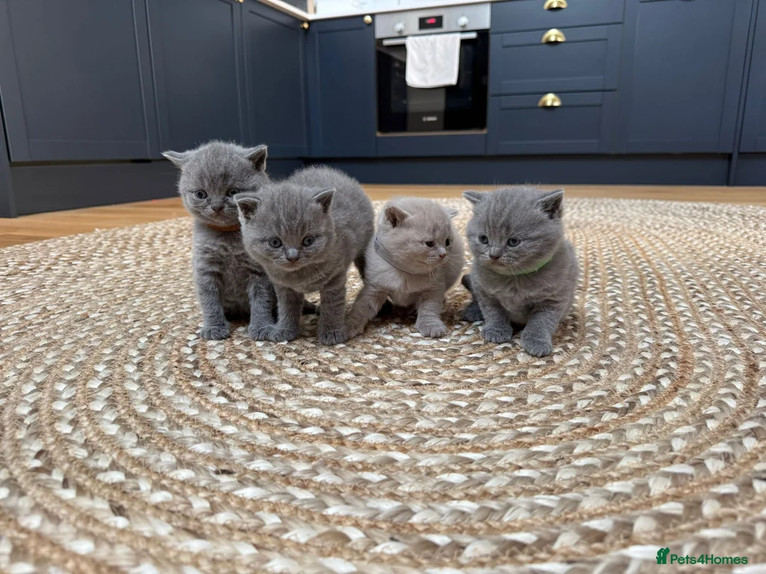 British Shorthair cats for sale: Beautiful British Shorthair kittens x4 - Advert 1