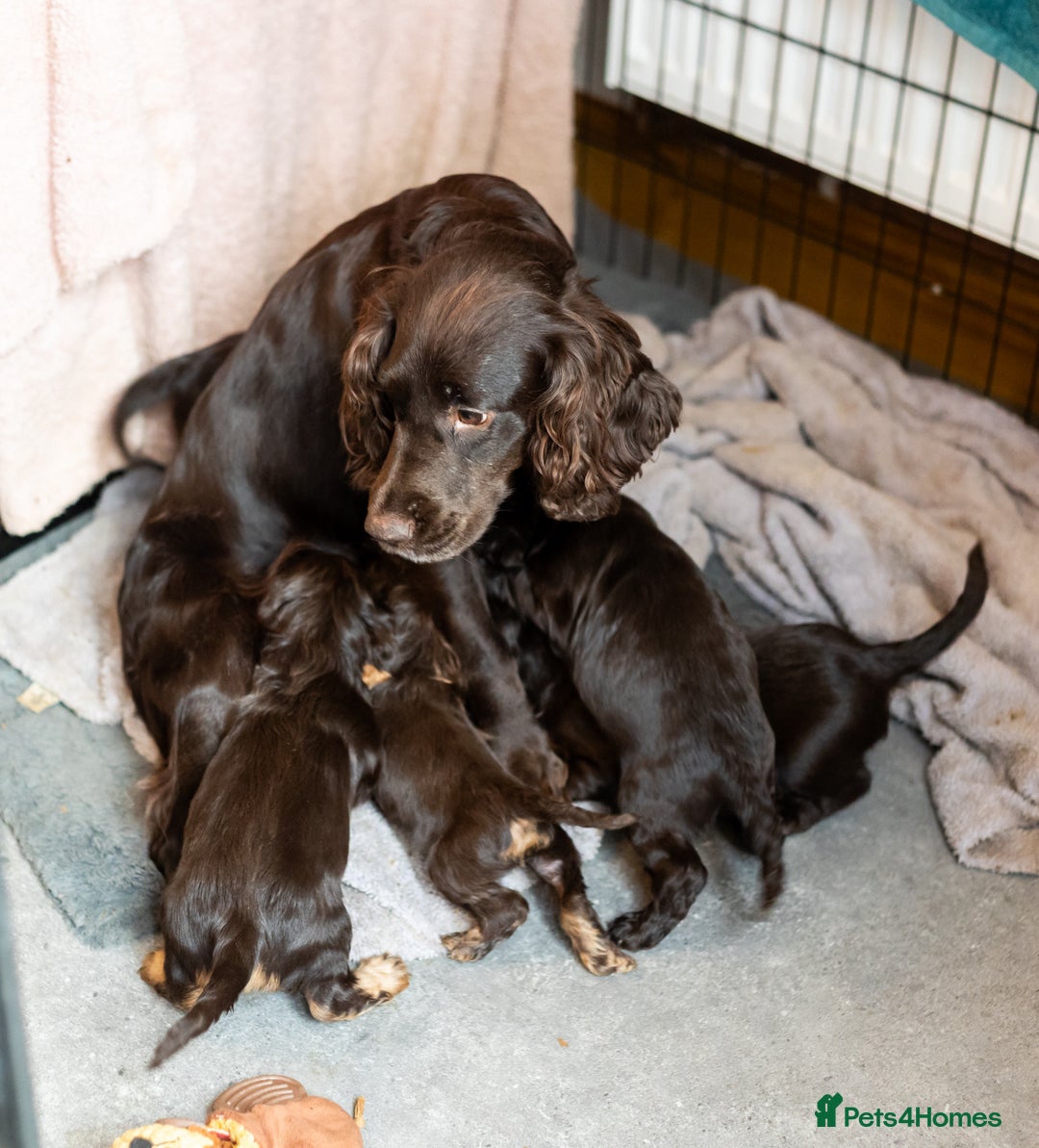 Cocker Spaniel dogs for sale: Working Cocker Spanials - Advert 5