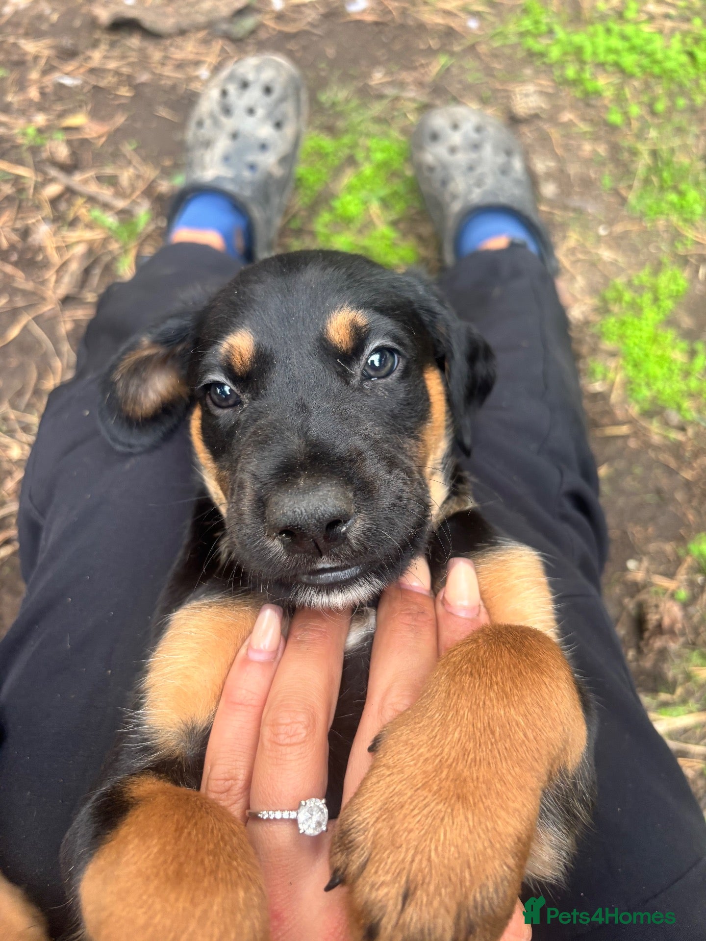 Mixed Breed dogs Doberman x lurcher puppies - Advert 16