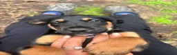 Mixed Breed dogs for sale: Doberman x lurcher puppies - Advert 3